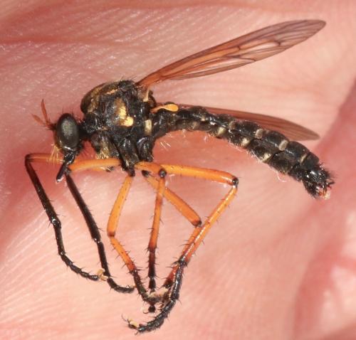 Réf. 324 531 : Molobratia teutonus